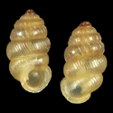 To Conchology (Diplommatina tantilla)