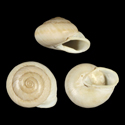 To Conchology (Camaenella platyodon)