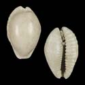 To Conchology (Naria erosa erosa FOSSIL)