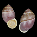 To Conchology (Pollicaria gravida)