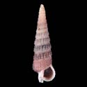 To Conchology (Ataxocerithium abnormale PURPLE)