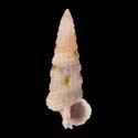 To Conchology (Ataxocerithium abnormale FLECKED)