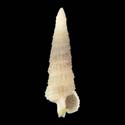 To Conchology (Ataxocerithium abnormale WHITE)