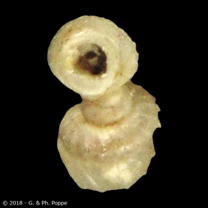 Opisthostoma crassicole