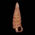 To Conchology (Ataxocerithium abnormale BROWN)