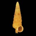 To Conchology (Ataxocerithium abnormale ORANGE)