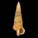 To Conchology (Ataxocerithium abnormale ORANGE)