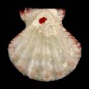 To Conchology (Mirapecten moluccensis WHITE & RED)