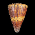 To Conchology (Rhizoconus capitaneus PERIO)