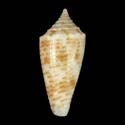 To Conchology (Phasmoconus proximus YOUNG)