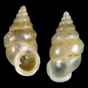 To Conchology (Diplommatina bicoronata bicoronata)