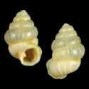 To Conchology (Diplommatina pentaechma)