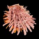 To Conchology (Spondylus versicolor)