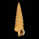 To Conchology (Ataxocerithium abnormale ORANGE)