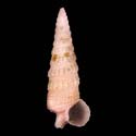 To Conchology (Ataxocerithium abnormale PURPLE)