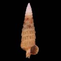 To Conchology (Ataxocerithium abnormale BROWN)