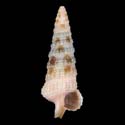 To Conchology (Ataxocerithium abnormale FLECKED)