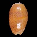 To Conchology (Oliva bulbosa ORANGE)