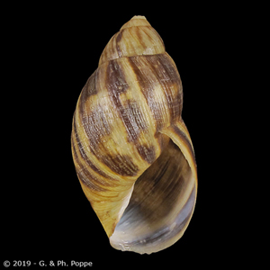 Scutalus araucanus