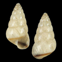 To Conchology (Cochlicella barbara cf.)