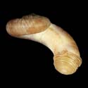 To Conchology (Rhiostoma chupingense)