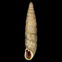 To Conchology (Clausilia bidentata bidentata cf.)