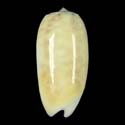 To Conchology (Oliva carneola LEMON)