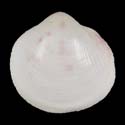 To Conchology (Fulvia scalata ALBINO)