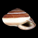 To Conchology (Nesiohelix palaeomphalina kitadaitoensis)