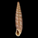 To Conchology (Clausilia dubia geretica)