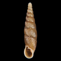 To Conchology (Acanthophaedusa gemmulata)