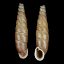 To Conchology (Euphaedusa faberi)