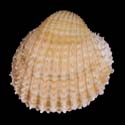 To Conchology (Acanthocardia deshayesii)