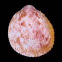 To Conchology (Acrosterigma variegatum PINK)