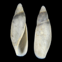 To Conchology (Poiretia compressa)