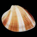 To Conchology (Lamelliconcha concinna)