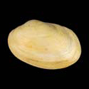 To Conchology (Venerupis anomala)