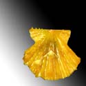 To Conchology (Mirapecten mirificus ORANGE-YELLOW)