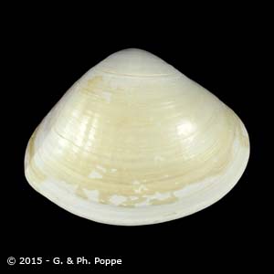 Tivela stultorum