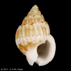 Nassarius fretorum