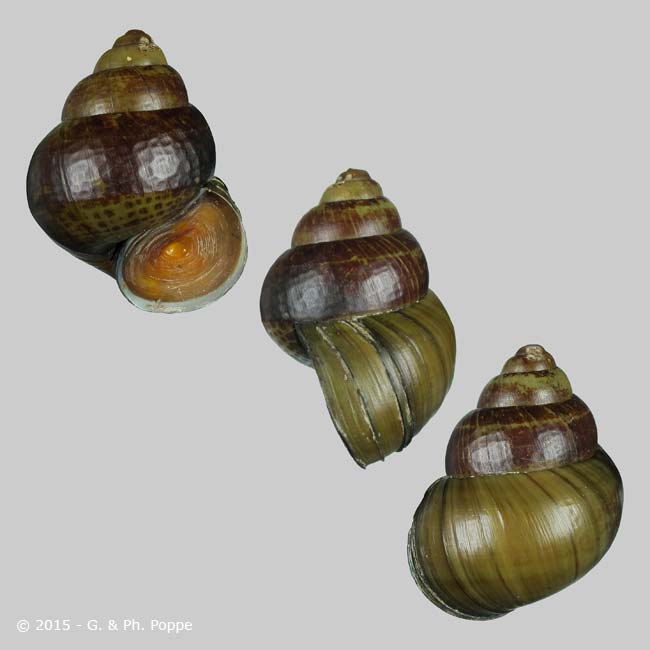 Cipangopaludina chinensis malleata