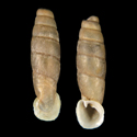 To Conchology (Cylindronenia huarangoensis)