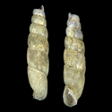 To Conchology (Pravispira subserrulata)