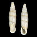 To Conchology (Formosana formosensis WHITE)