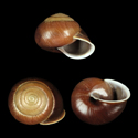 To Conchology (Sphaerospira rockhamptonensis)