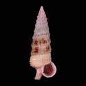 To Conchology (Ataxocerithium abnormale FLECKED)