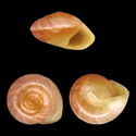 To Conchology (Orobophana pacifica cf.)