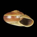 To Conchology (Ampelita madagascariensis)