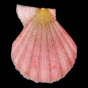 To Conchology (Semipallium dianae PINK)