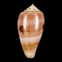 To Conchology (Pionoconus leobottonii YOUNG)